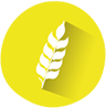 gluten